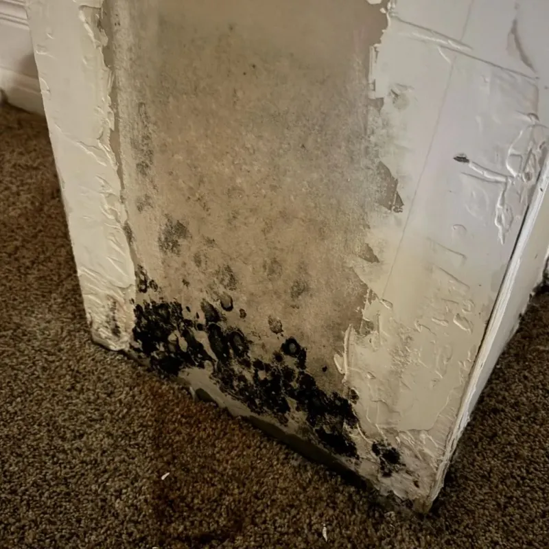 Professional Mold Removal in Flora, MS